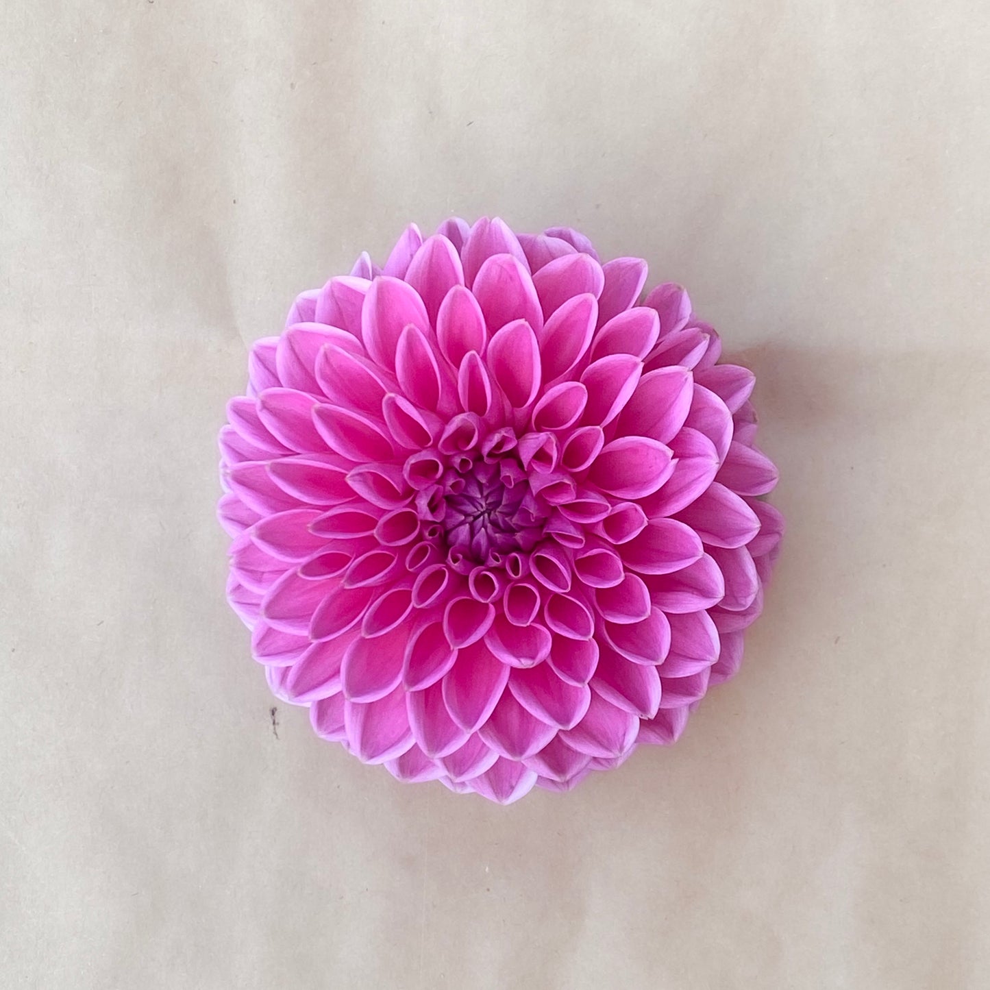 Pink Sylvia