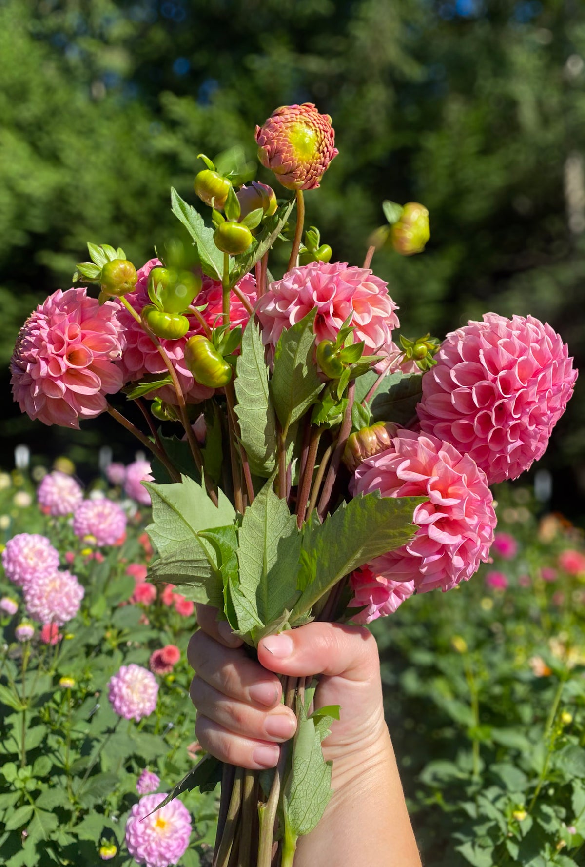 Bracken Rose (aka Bracken Ruse)