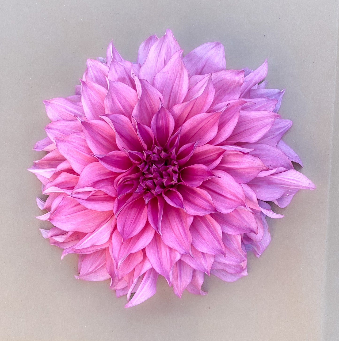 Cafe Au Lait Rose