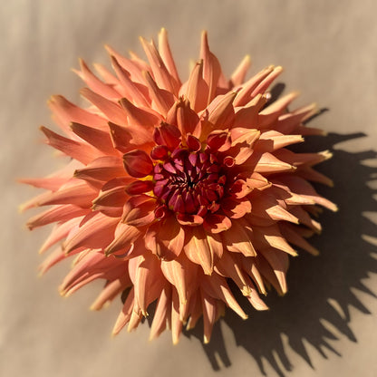 Terracotta
