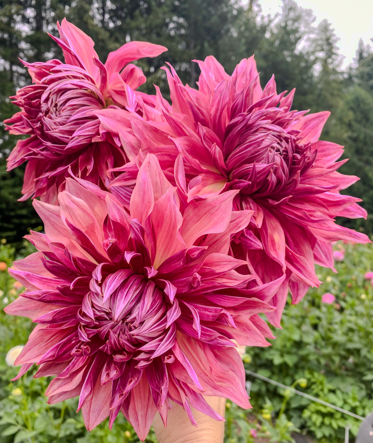 Penhill Dark Monarch