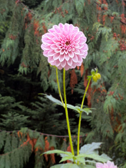 Salish Twilight Girl