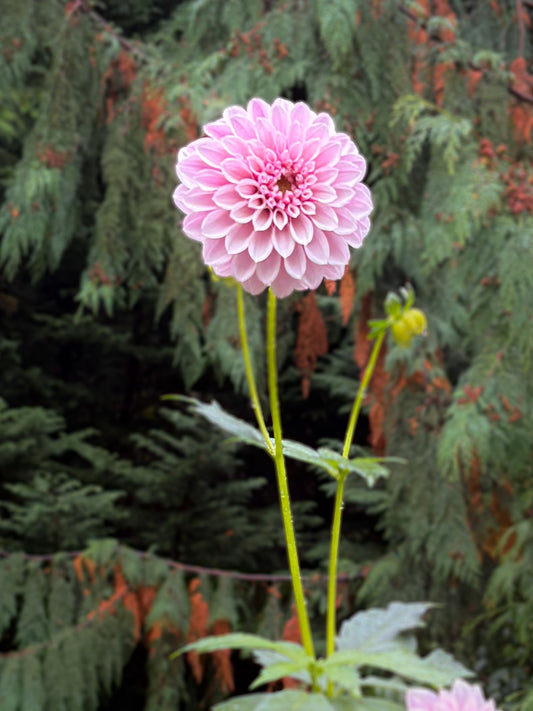Salish Twilight Girl