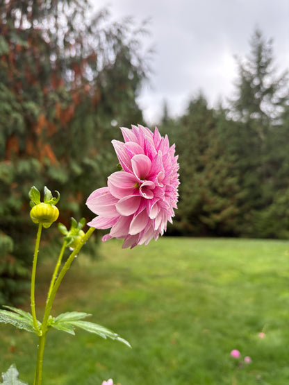 Salish Twilight Girl