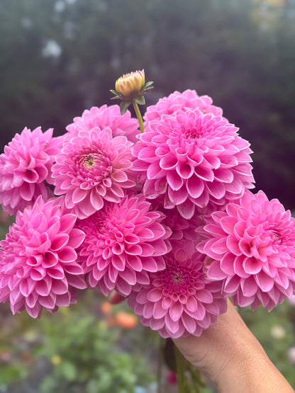 Hamari Rose