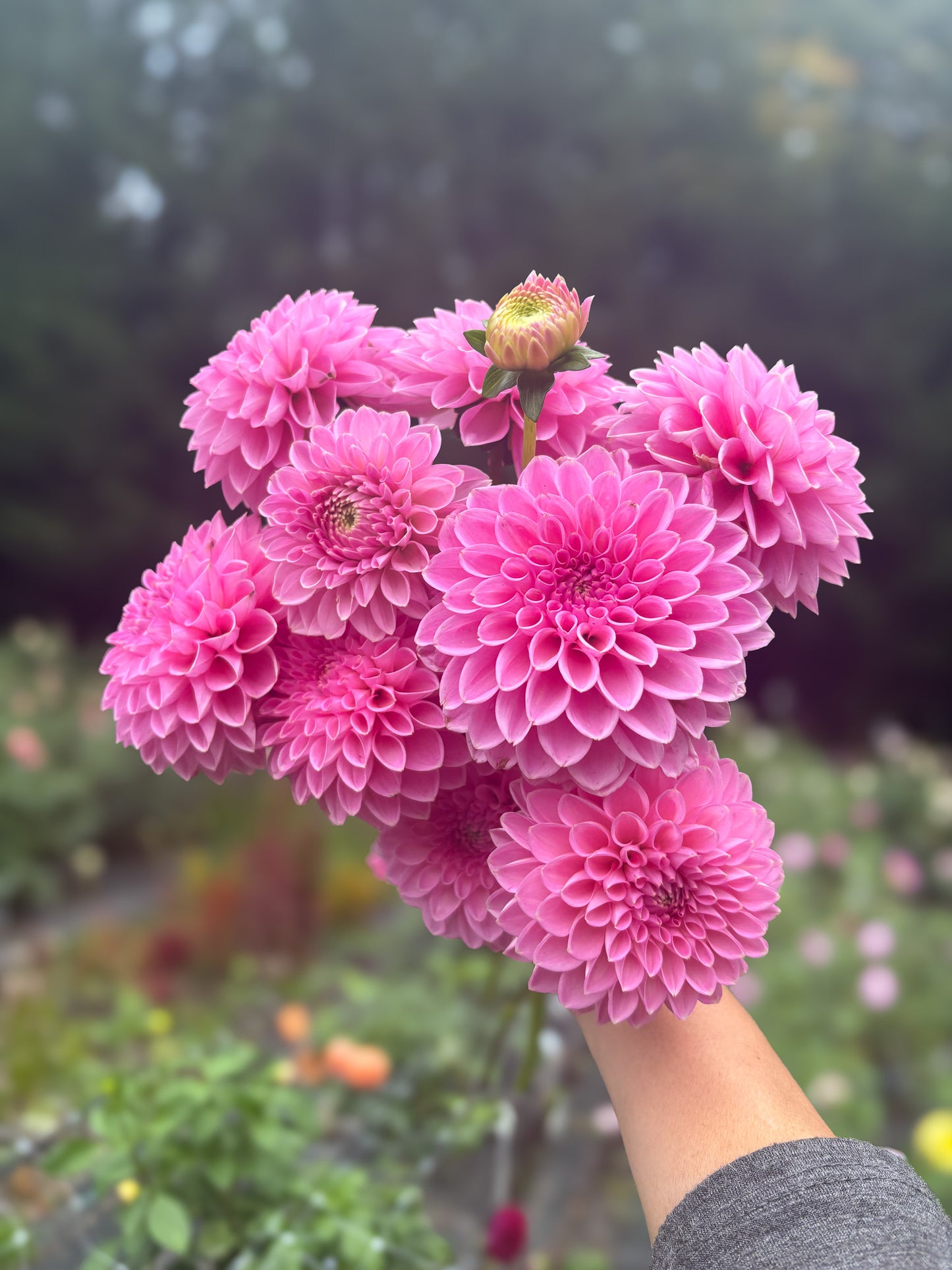 Hamari Rose