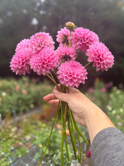 Hamari Rose