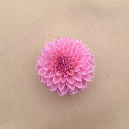 Hamari Rose
