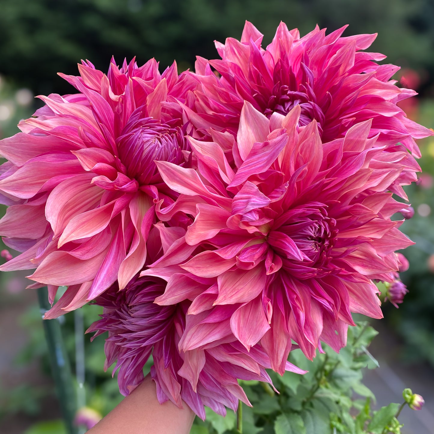Penhill Dark Monarch