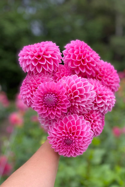 Pink Sylvia