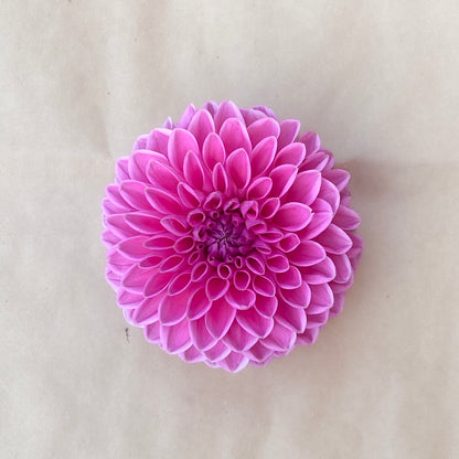 Pink Sylvia