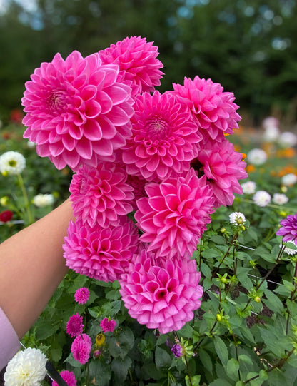 Pink Sylvia