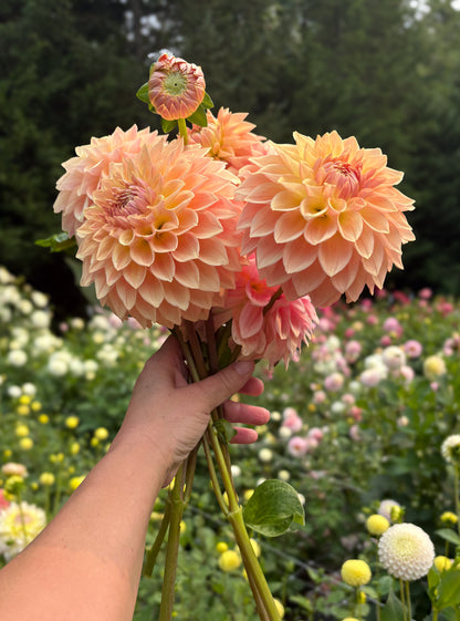 Bloomquist Alan