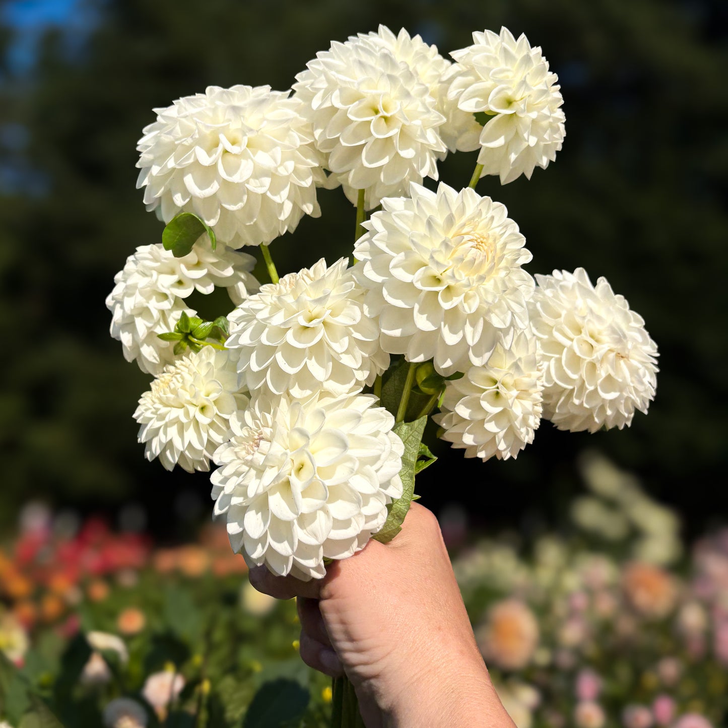Ferncliff Pearl