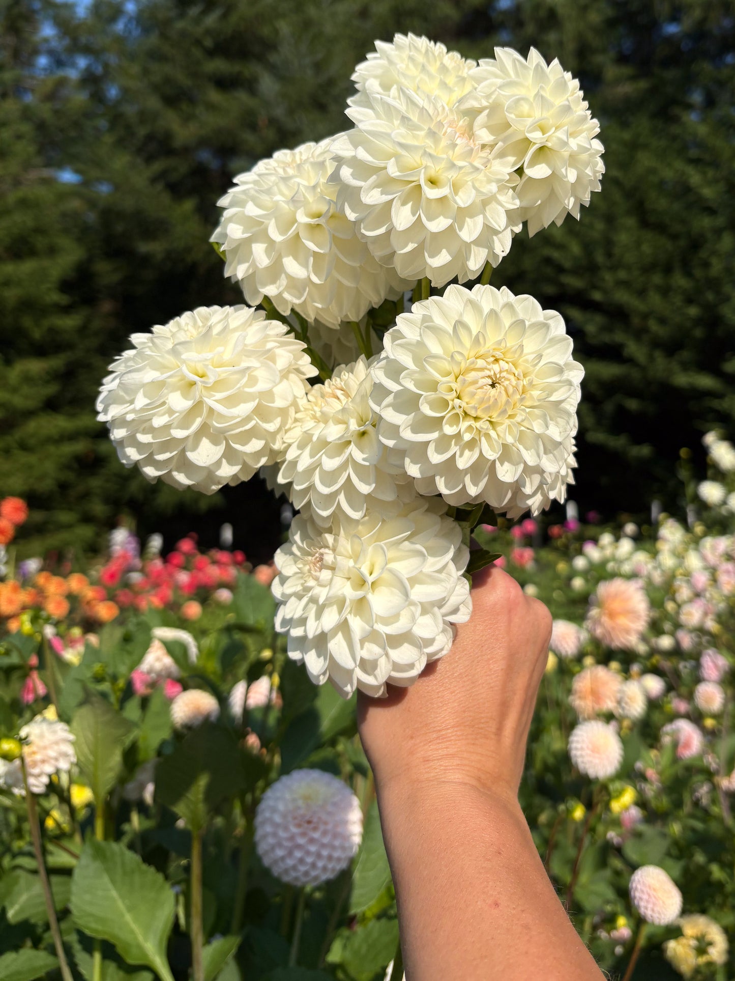 Ferncliff Pearl