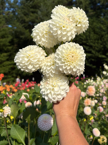 Ferncliff Pearl
