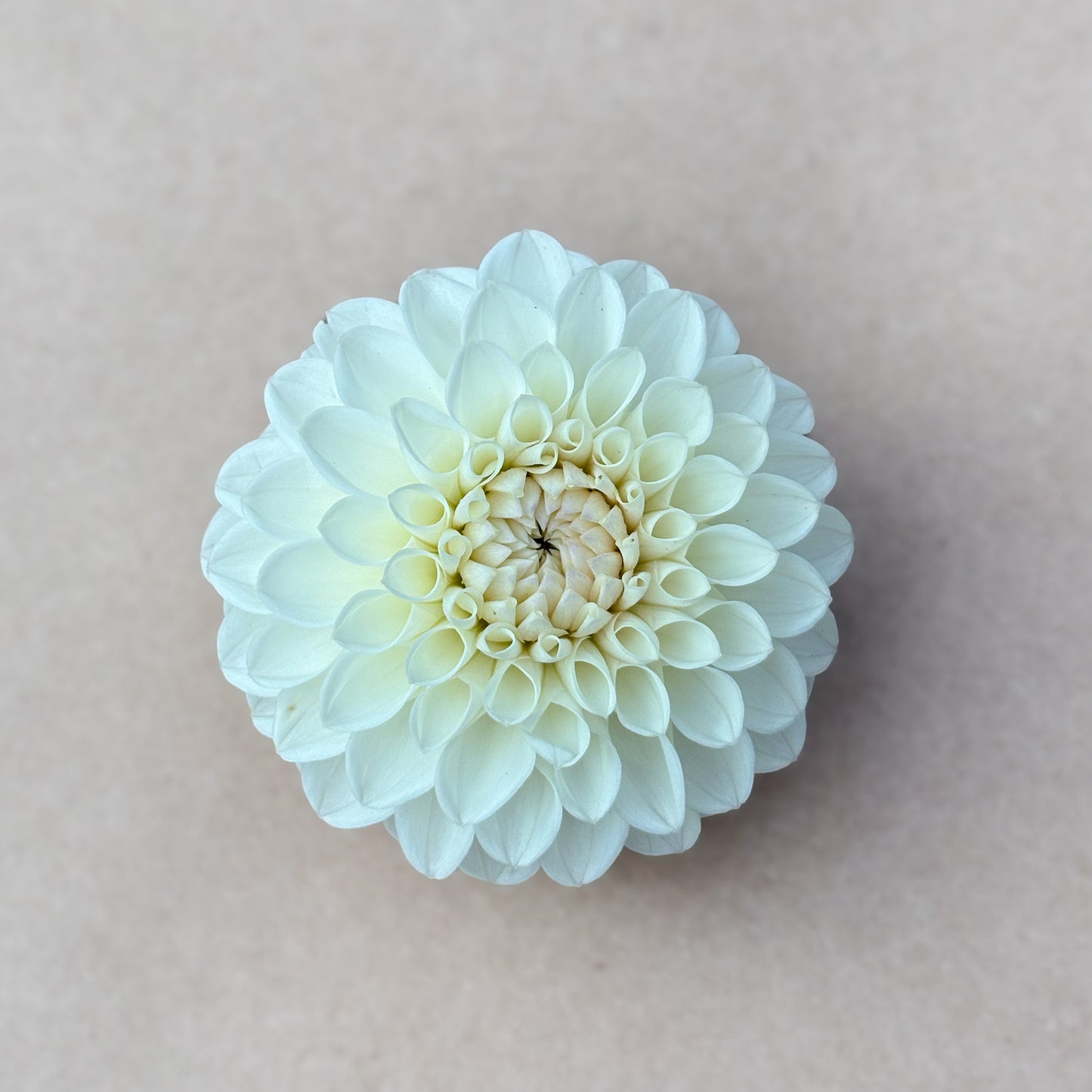 Ferncliff Pearl