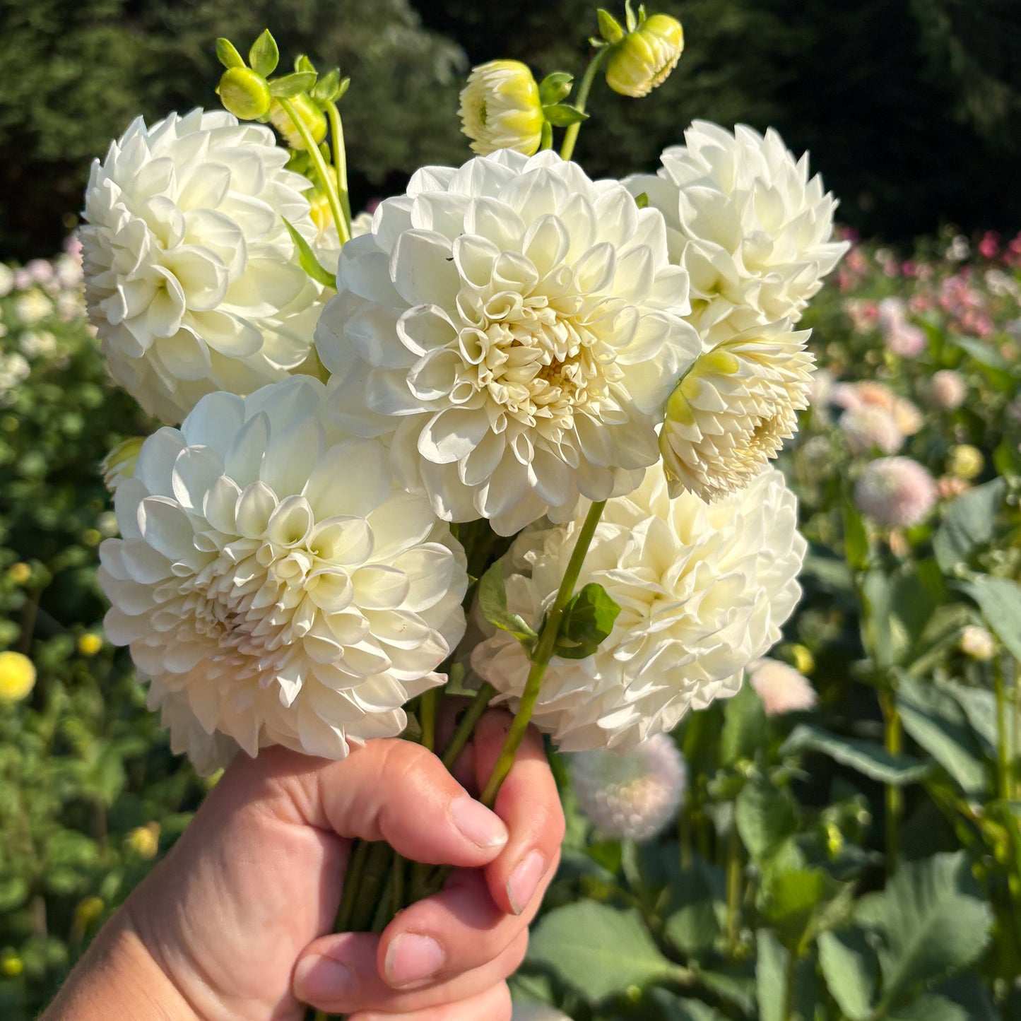 Brookside Snowball