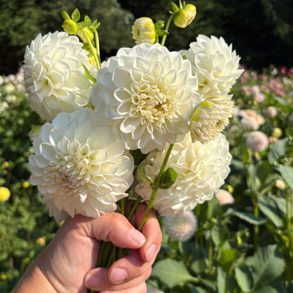Brookside Snowball