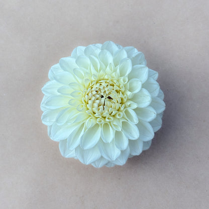 Brookside Snowball