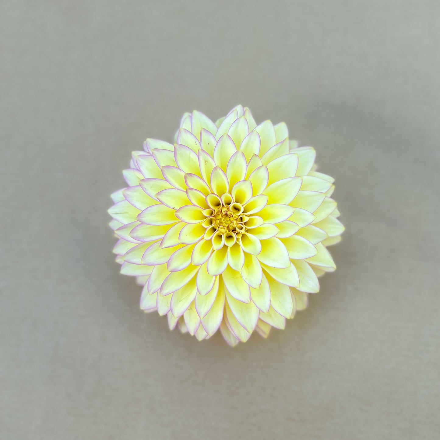 Bloomquist Blush