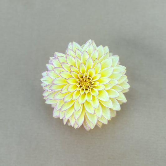 Bloomquist Blush