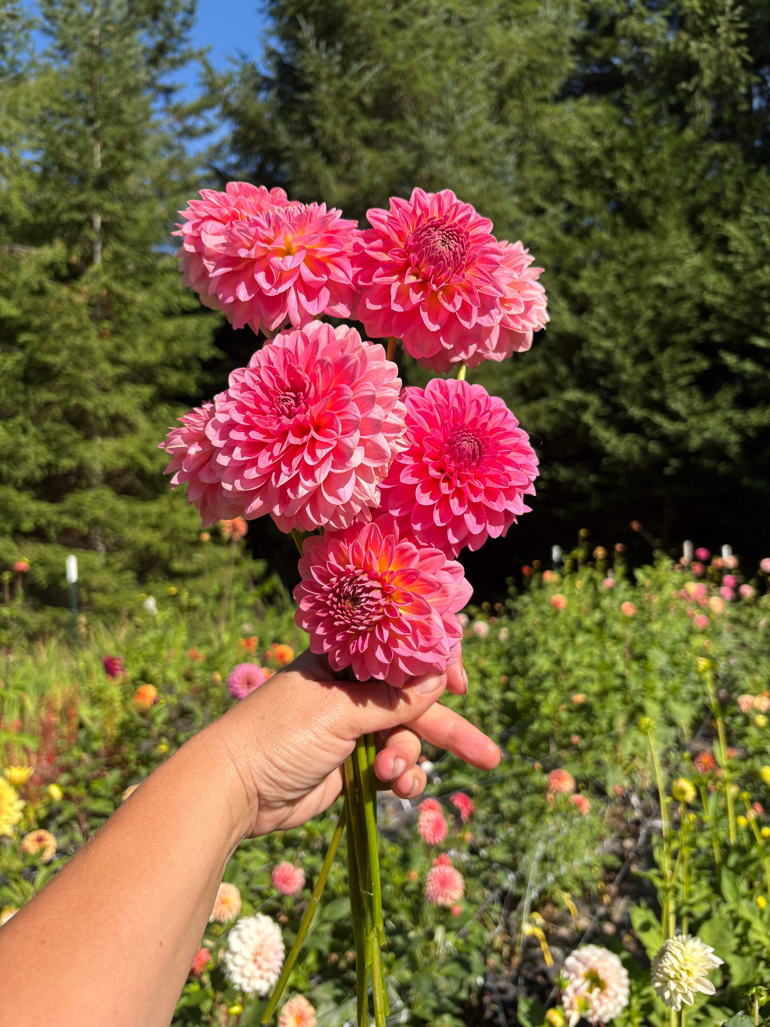 Club Meadow Doris Duke - Thumbnail 3