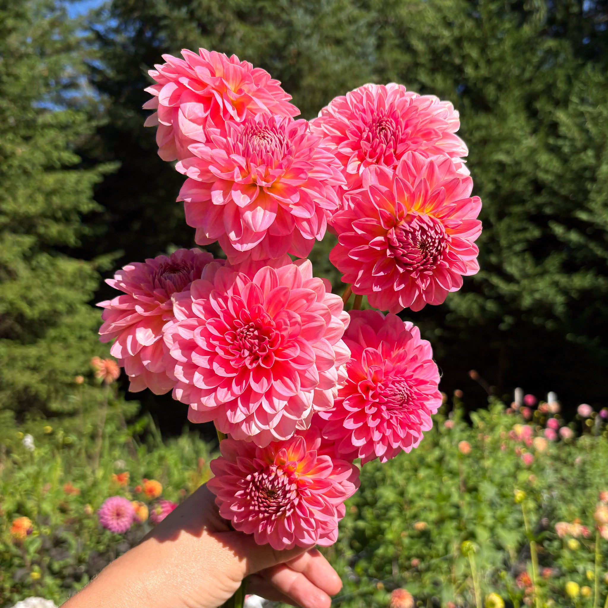 Club Meadow Doris Duke - Thumbnail 2