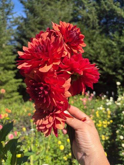 Missis Miley