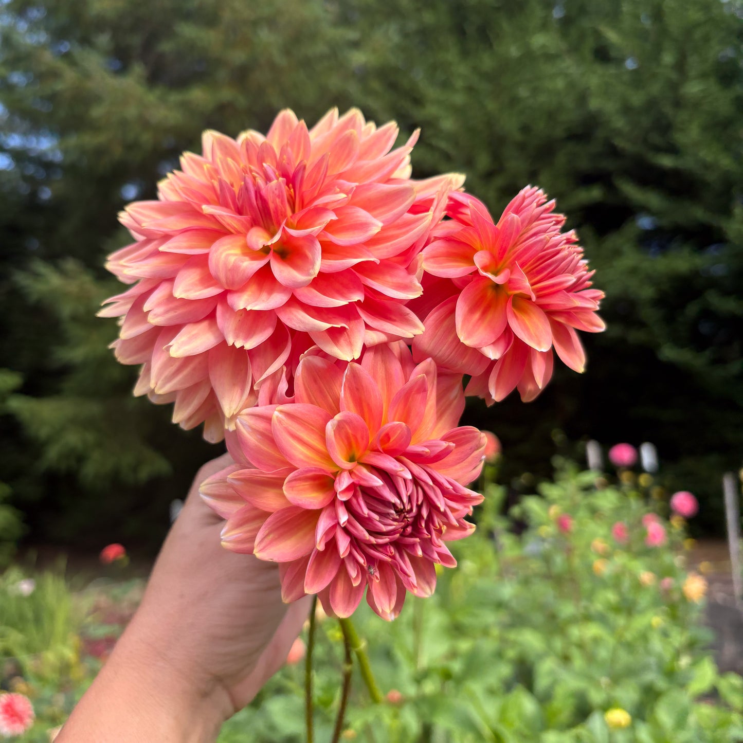 Connecticut Coral