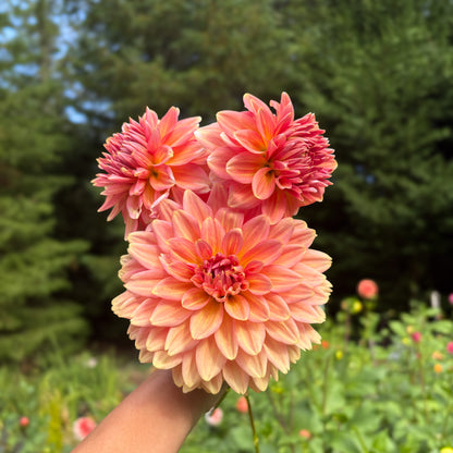 Connecticut Coral
