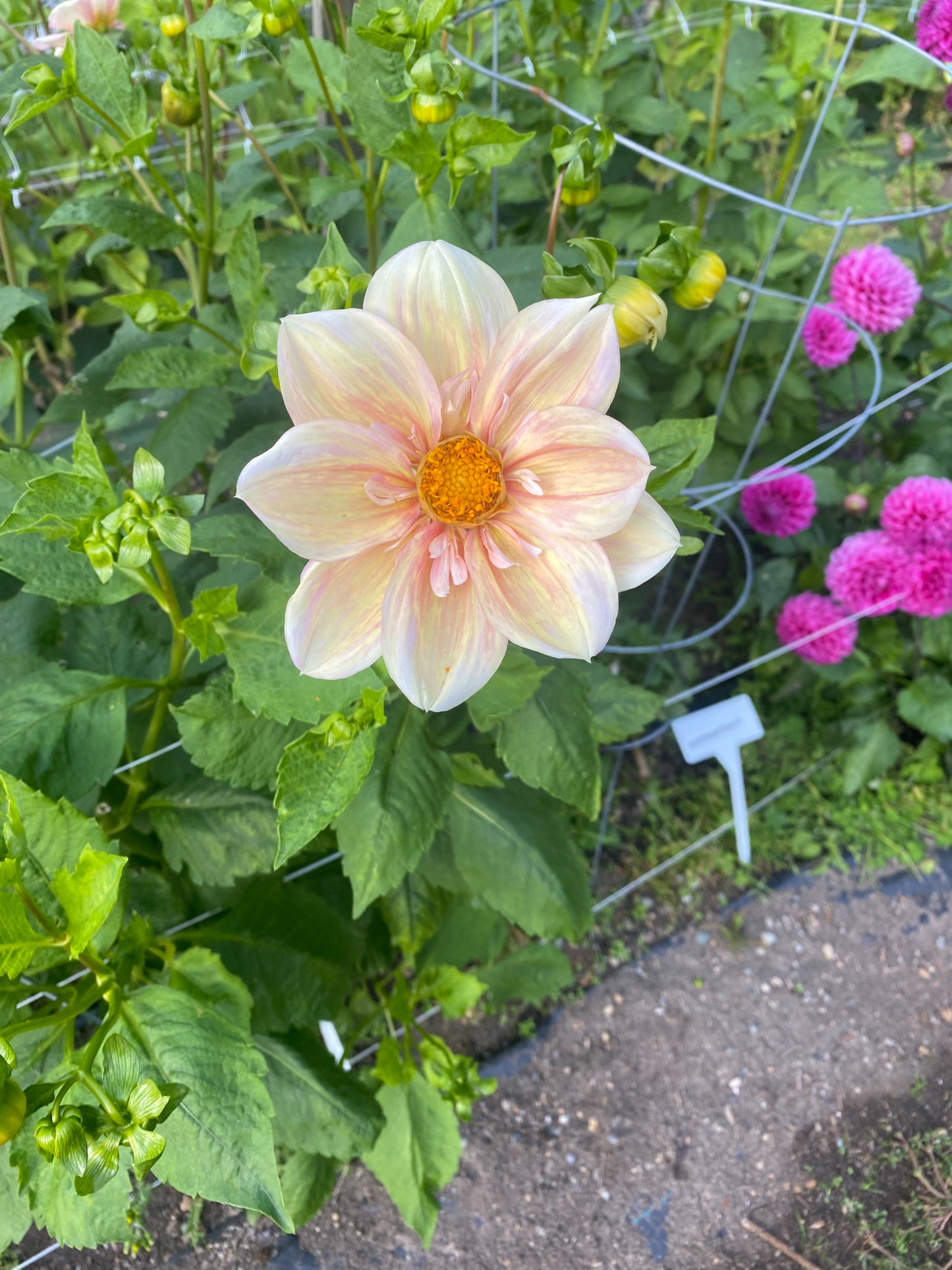 Apple Blossom