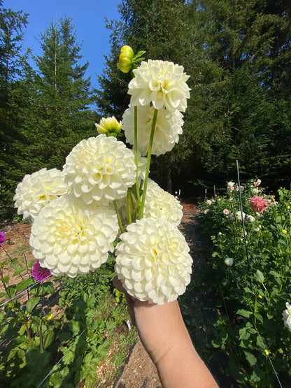 White Nettie